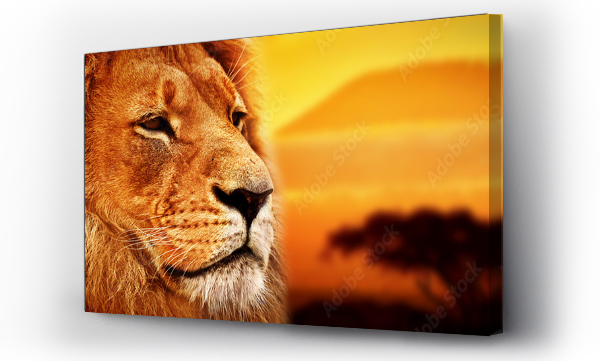 Portret lwa na sawannie. Góra Kilimandżaro o zachodzie słońca. Safari