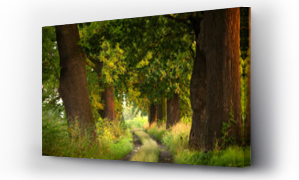 Wizualizacja Obrazu : #623414110 Aleja d?bowa latem