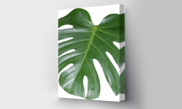 monstera