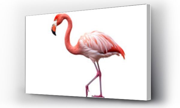 flamingi