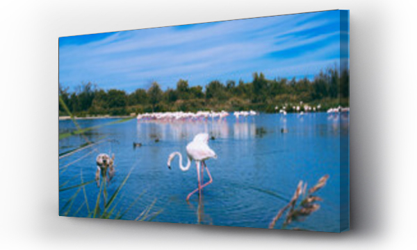 Wizualizacja Obrazu : #629469681 Pink flamingos in the regional park of the Camargue, the largest population of flamingos in Europe.