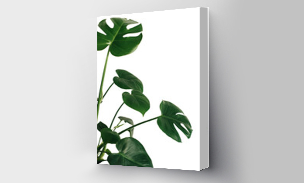 Wizualizacja Obrazu : #629883379 Monstera tropical leaves set illustration isolated