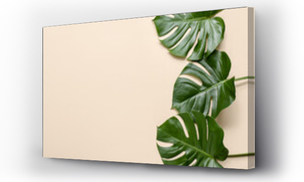 Wizualizacja Obrazu : #630487283 Tropical monstera leaves on white background