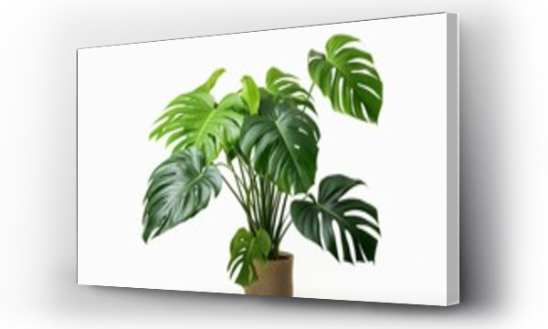 monstera