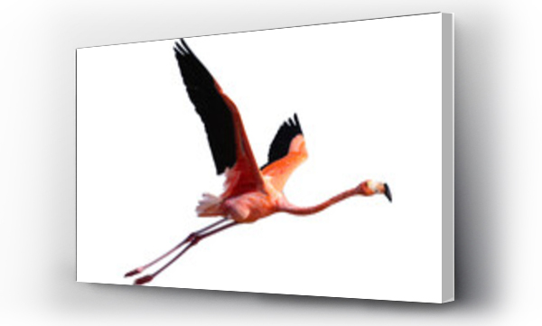 flamingi