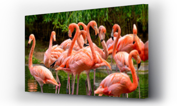 Flamingi nad wodą