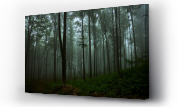Wizualizacja Obrazu : #636122899 Deciduous misty forest