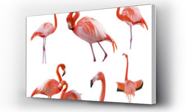 Wizualizacja Obrazu : #63748912 Collection of Flamingos Isolated on White
