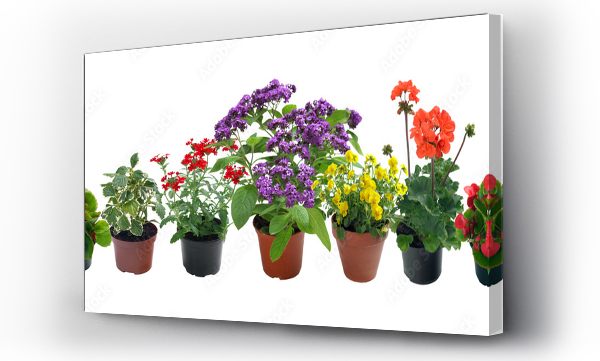 Rośliny sezonowe odizolowane na białym tle