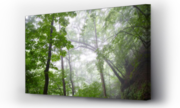 Wizualizacja Obrazu : #643869031 Forest in Nishizawa Valley, Japan,Yamanashi Prefecture,Yamanashi, Yamanashi