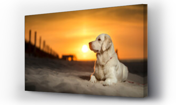 pies golden retriver, zwierzęta