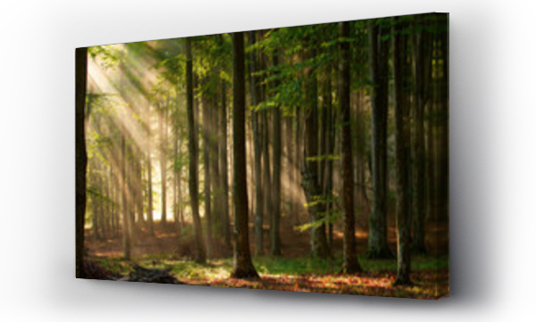 Wizualizacja Obrazu : #64670682 autumn forest trees. nature green wood sunlight backgrounds.
