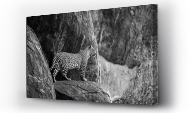 Wizualizacja Obrazu : #647503147 Leopard (Panthera pardus) standing on rock ledge looking out into the distance; Laikipia, Kenya