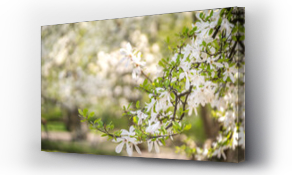 Wizualizacja Obrazu : #648578667 Kwitn?ce drzewo magnolii