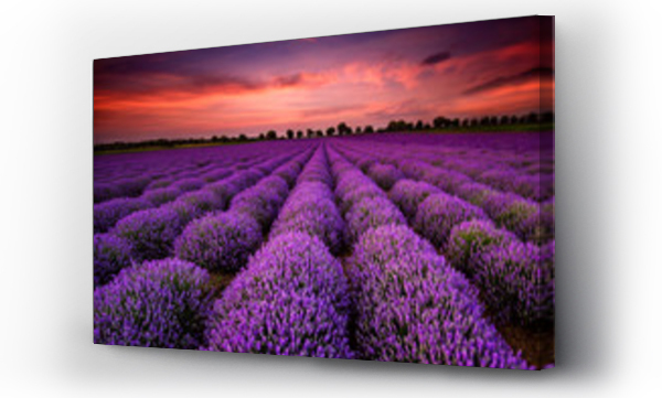 Wizualizacja Obrazu : #64900250 Stunning landscape with lavender field at sunset