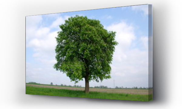 Wizualizacja Obrazu : #64927524 Samotne drzewo.
