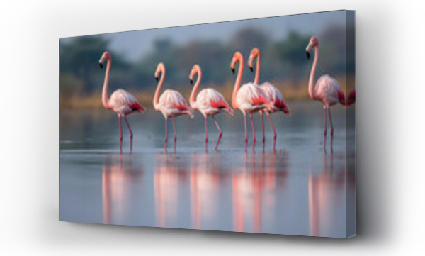 Wizualizacja Obrazu : #650284972 Flamingoes standing or walking in a lake 