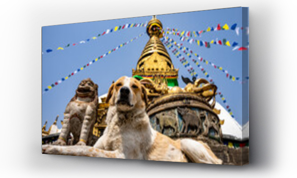 Wizualizacja Obrazu : #650887963 Low angle shot of a street dog lying in front of the Swayambhunath temple