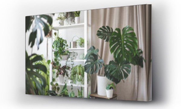 Wizualizacja Obrazu : #650953640 Houseplant domestic jungle garden organization fresh natural plant pots variegated monstera at room. Copy space.