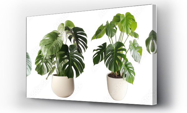Wizualizacja Obrazu : #652852181 Tropical house monstera plant in modern pot or vase isolated on transparent background generative ai