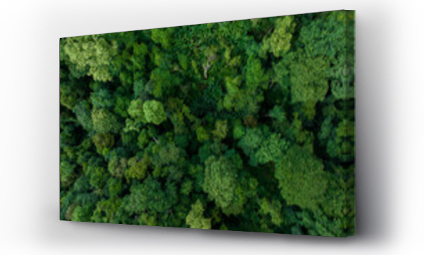 las, natura, zieleń