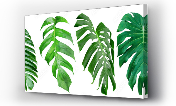 Wizualizacja Obrazu : #656897471 Green leaves pattern,collection leaf monstera isolated