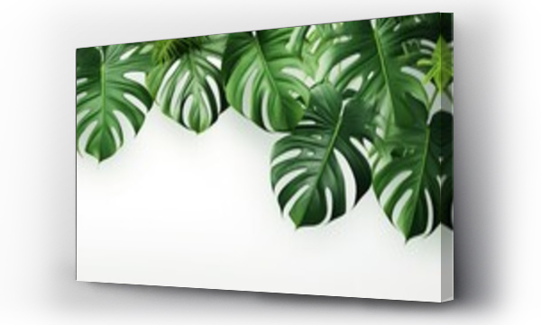 Wizualizacja Obrazu : #656906599 Tropical background with monstera leaves