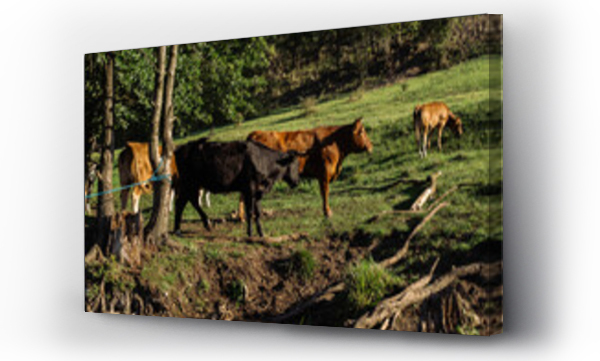 Krajobrazy, Krajobrazy po, zwierzęta