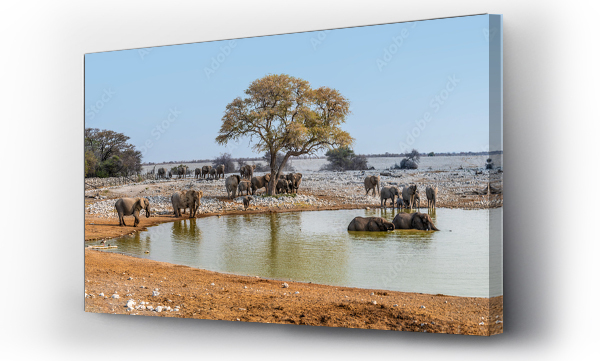 Wizualizacja Obrazu : #657181206 A view of elephants at waterhole in the late afternoon in the Etosha National Park in Namibia in the dry season