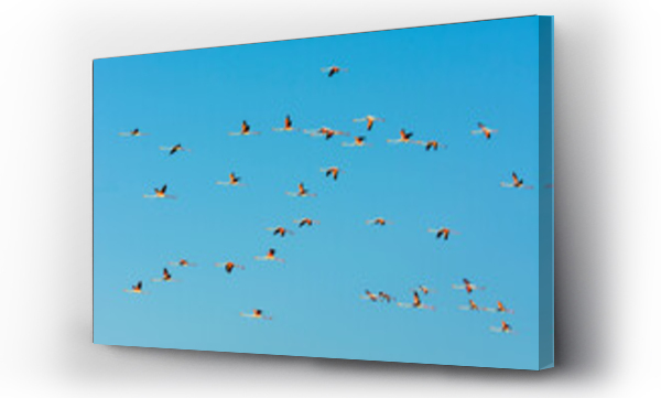Wizualizacja Obrazu : #657849051 Greater Flamingos (Phoenicopterus roseus) in Flight, Saintes-Maries-de-la-Mer, Parc Naturel Regional de Camargue, Languedoc-Roussillon, France