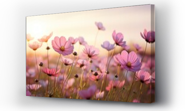 Wizualizacja Obrazu : #658456605 pink cosmos flowers