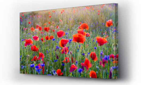 Kwiaty, Kwiaty polne, Maki, łąka, Łąka kwiaty