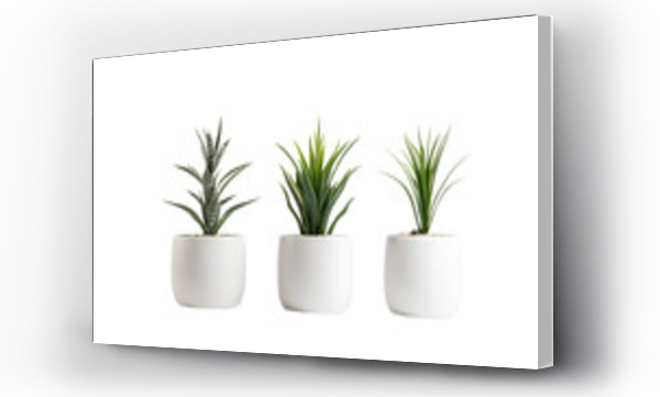 Wizualizacja Obrazu : #660057989 Collection of various houseplants displayed in ceramic pots. Potted exotic house plants on white shelf against white wall. Home garden . Isolated on Transparent background.