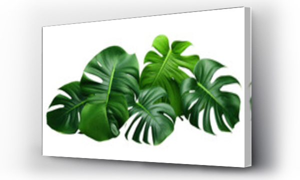 Wizualizacja Obrazu : #660560276 Monsteras leaves on the transparent background