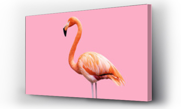 Wizualizacja Obrazu : #661932218 Caribbean flamingo isolated on pink background.