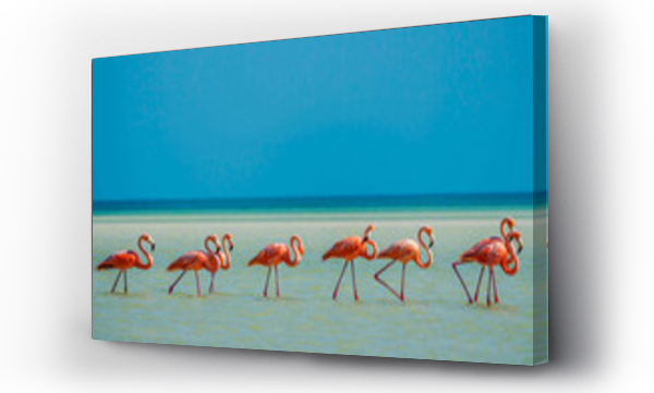 Wizualizacja Obrazu : #661957441 Flamingos on Isla Holbox, Mexico.