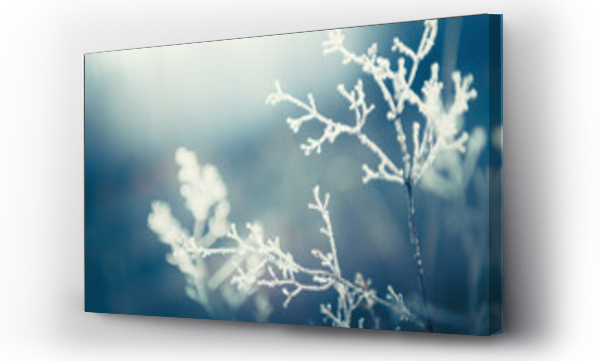 Wizualizacja Obrazu : #662285552 Frost-covered plants in winter forest. Abstract winter nature background