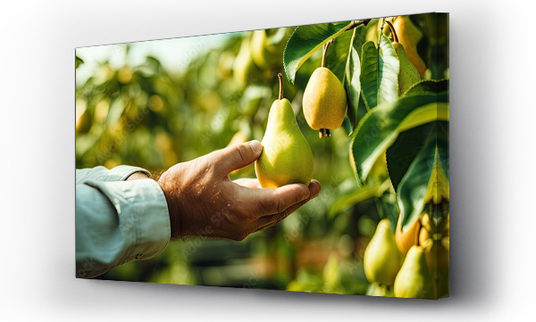 Wizualizacja Obrazu : #662742632 Farmer inspecting organic pears hand holding ripe fruit With copyspace for text