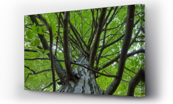 Wizualizacja Obrazu : #662923260 Drzewo z innej perspektywy