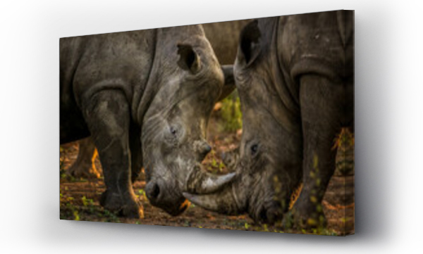 Wizualizacja Obrazu : #663423930 Two white rhinos fighting each other