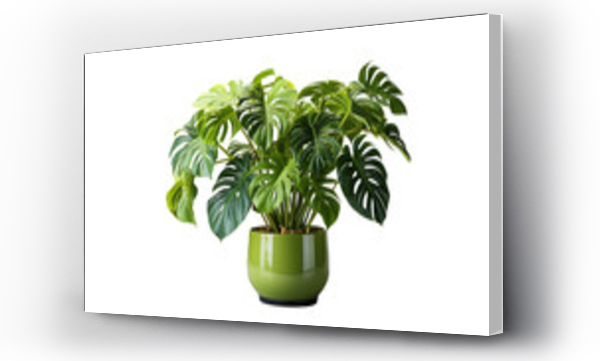 Wizualizacja Obrazu : #663979881 monstera delicious plant isolated on background