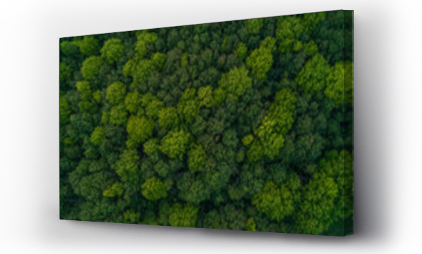 Wizualizacja Obrazu : #664168211 Looking down from a birds eye view at green treetops in a forest