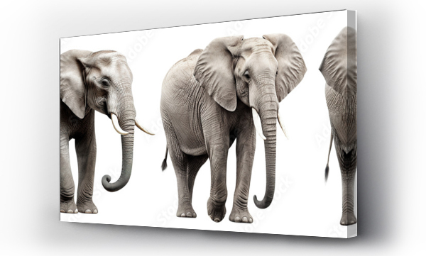 Wizualizacja Obrazu : #664536468 Set of elephants cut out