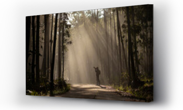Wizualizacja Obrazu : #665894823 Photographer is taking photo while exploring in the pine forest for with strong ray of sun light inside the misty pine forest for photography and silhouette image