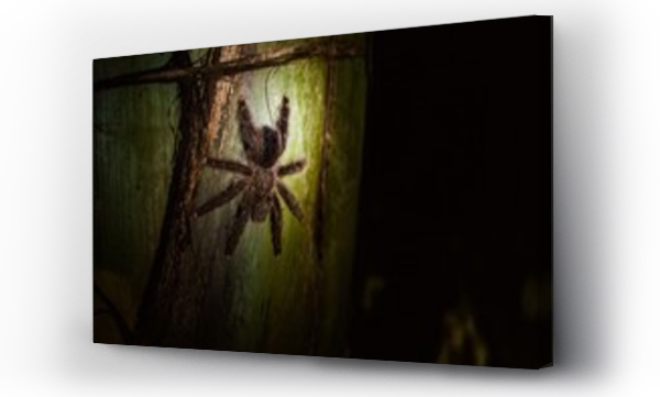 Wizualizacja Obrazu : #666503617 Spider on green surface in forest