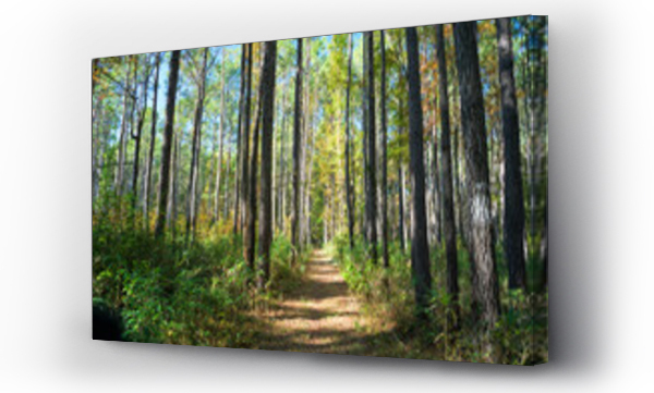 Wizualizacja Obrazu : #666636716 A straight trail through a young forest