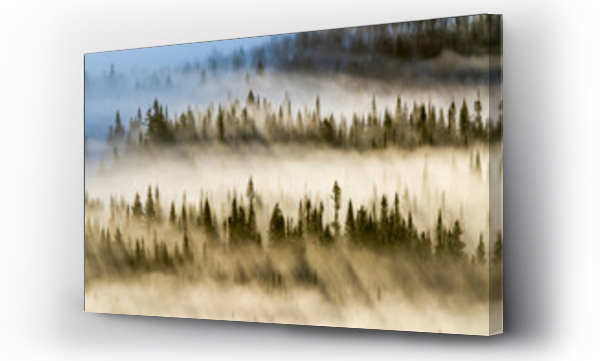 Wizualizacja Obrazu : #666731360 Spruce forest with morning mist and sun rays; Quebec, Canada