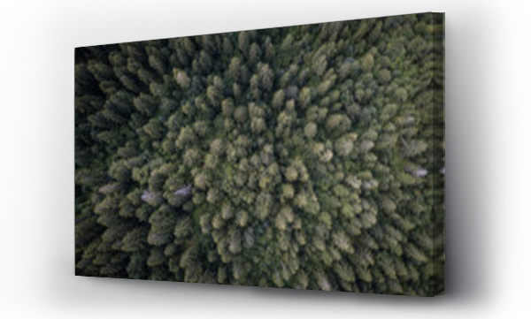 Wizualizacja Obrazu : #667554015 Aerial view of a deep forest in Brdo, Bosnia and Herzegovina.