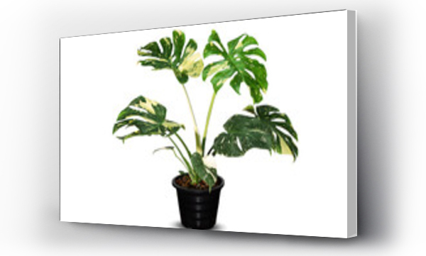 monstera