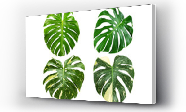 Wizualizacja Obrazu : #668568886 Green and variegated monstera leaves on white background with clipping path